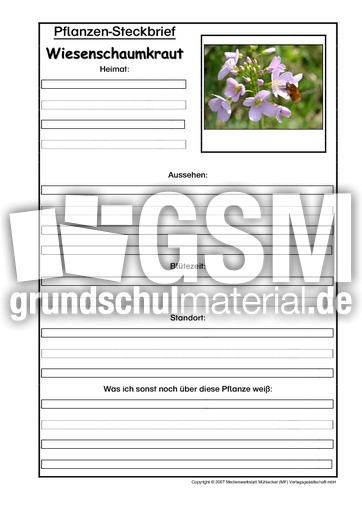 Pflanzensteckbrief-Wiesenschaumkraut.pdf